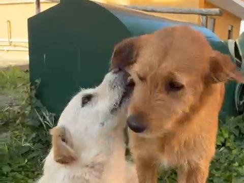Adotta il cane Tofee a Catanzaro