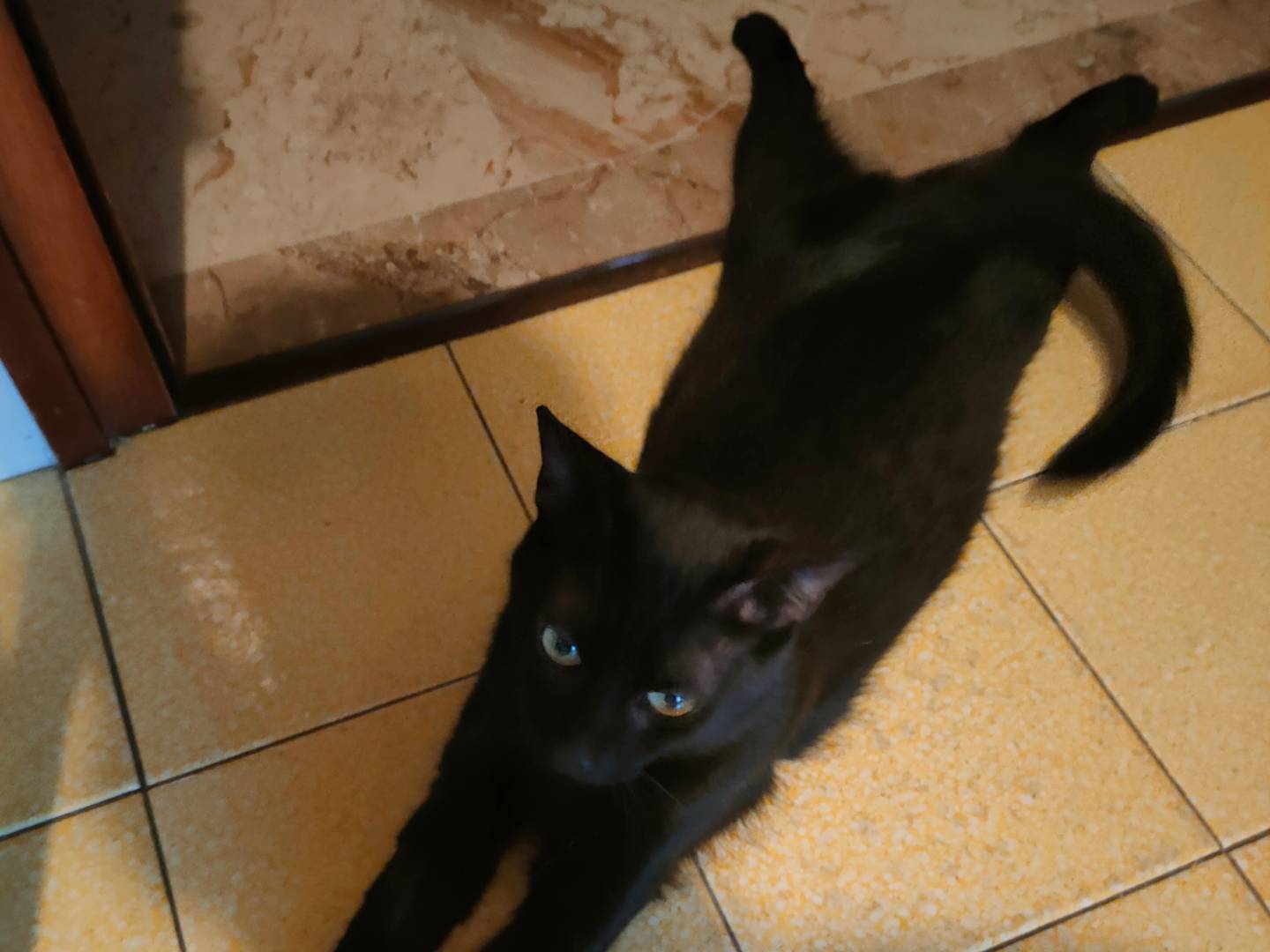 Vuoi adottare un gatto a Padova?