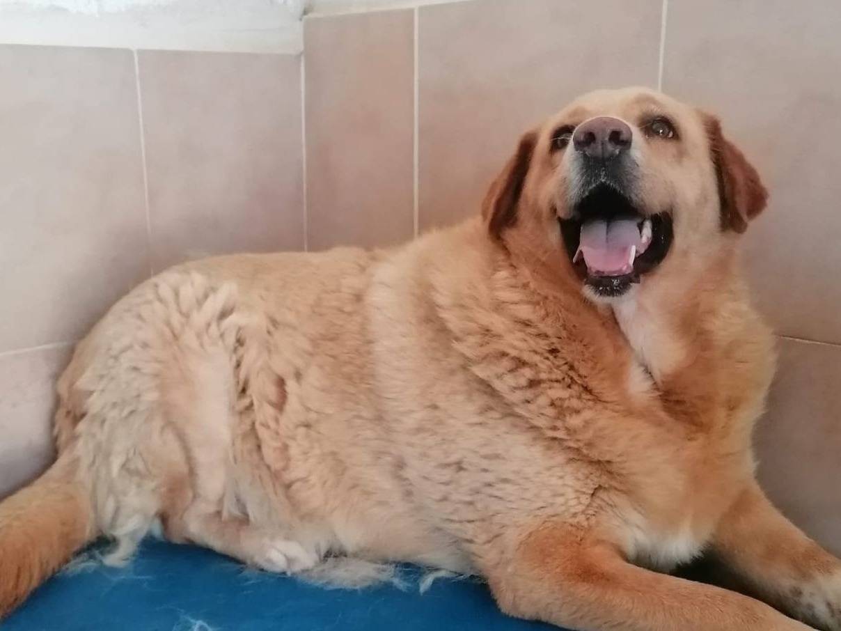 Adozione cane, femmina, Labrador Retriever Razza sconosciuta, 2 anni e 8 mesi, taglia grande, Caserta