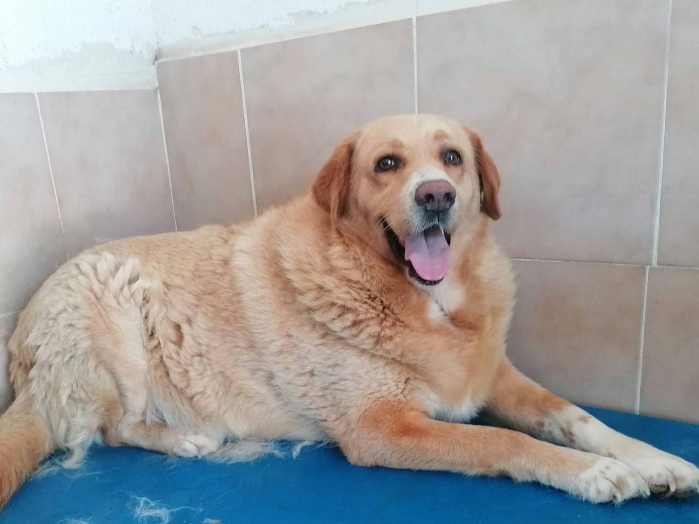 Adotta un cane, femmina, 2 anni e 8 mesi, Caserta