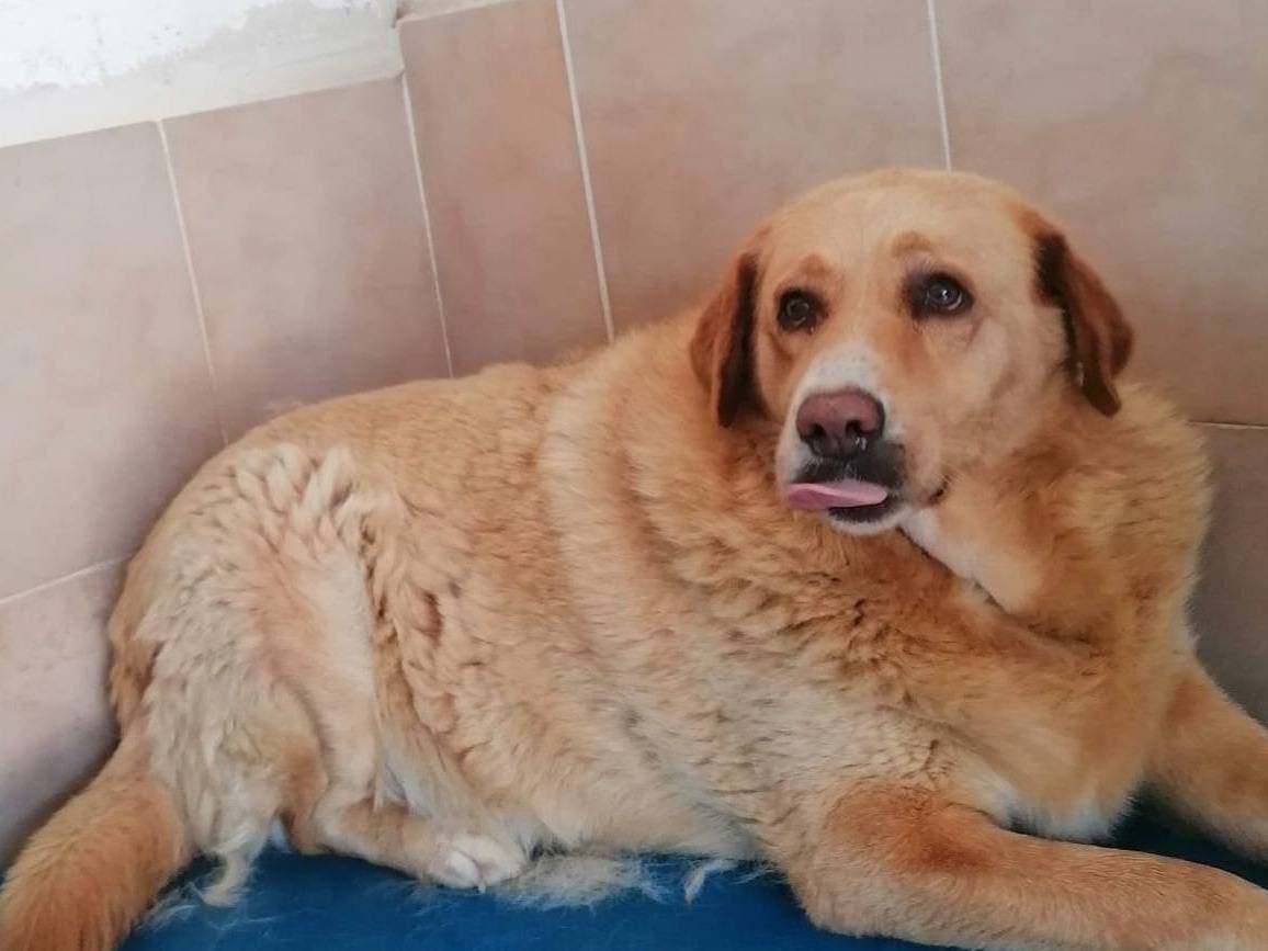 Adotta un cane, taglia grande, femmina, Caserta