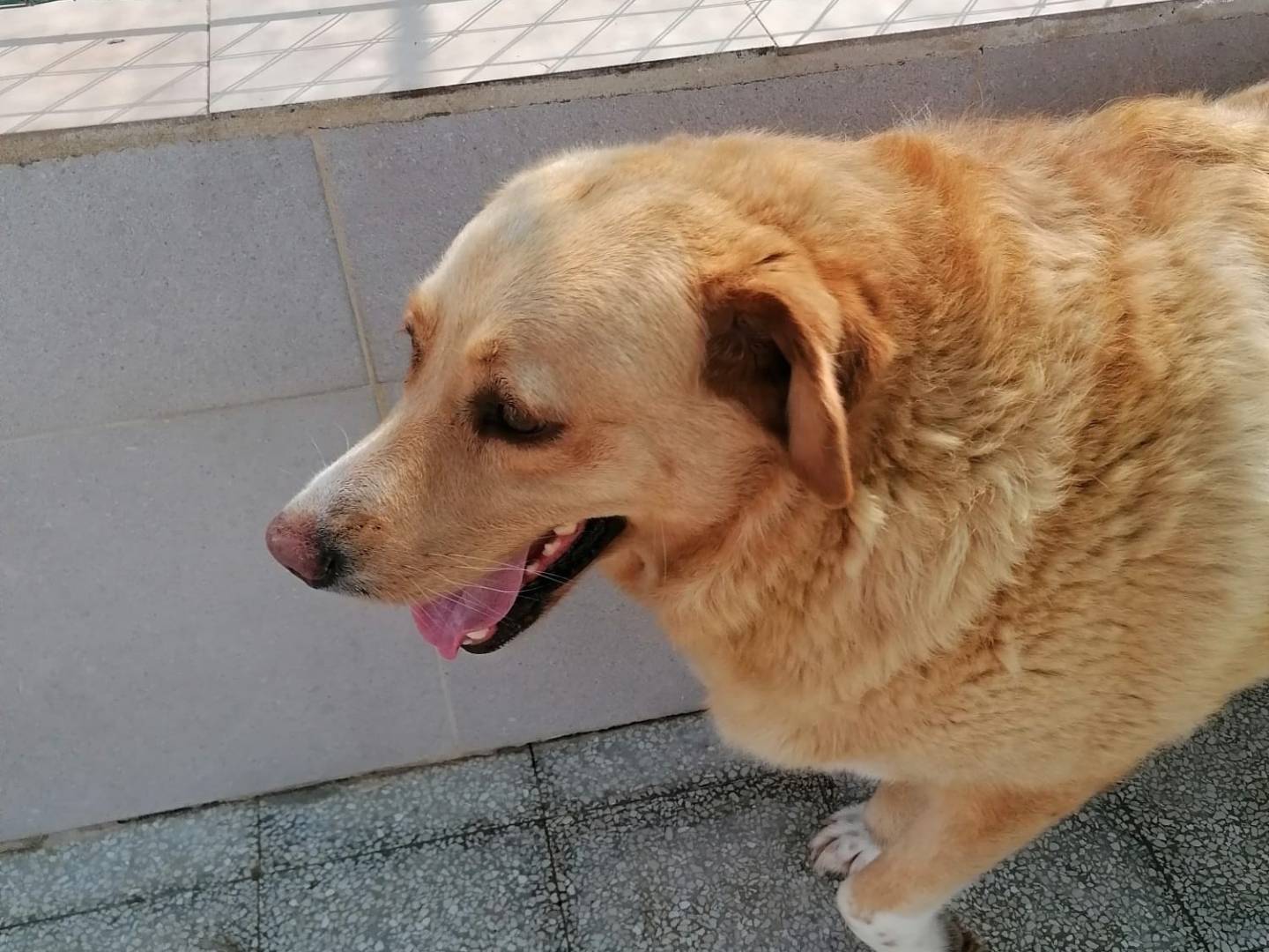 Vuoi adottare un cane a Caserta?