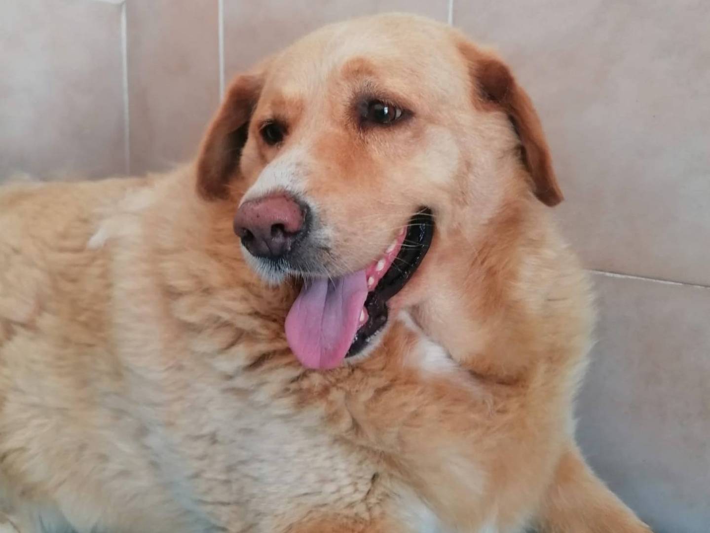 Adotta il cane Candy a Caserta