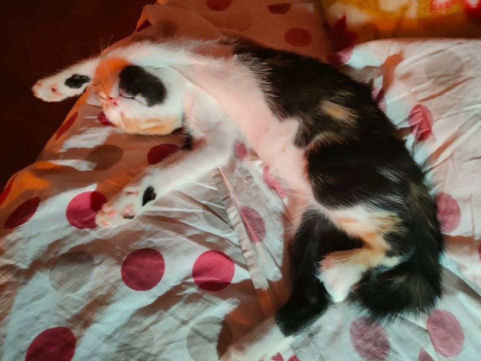 Vuoi adottare un gatto a Padova?