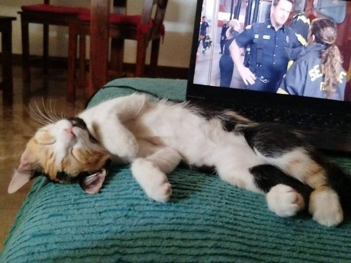 Adotta il gatto Bandita a Padova