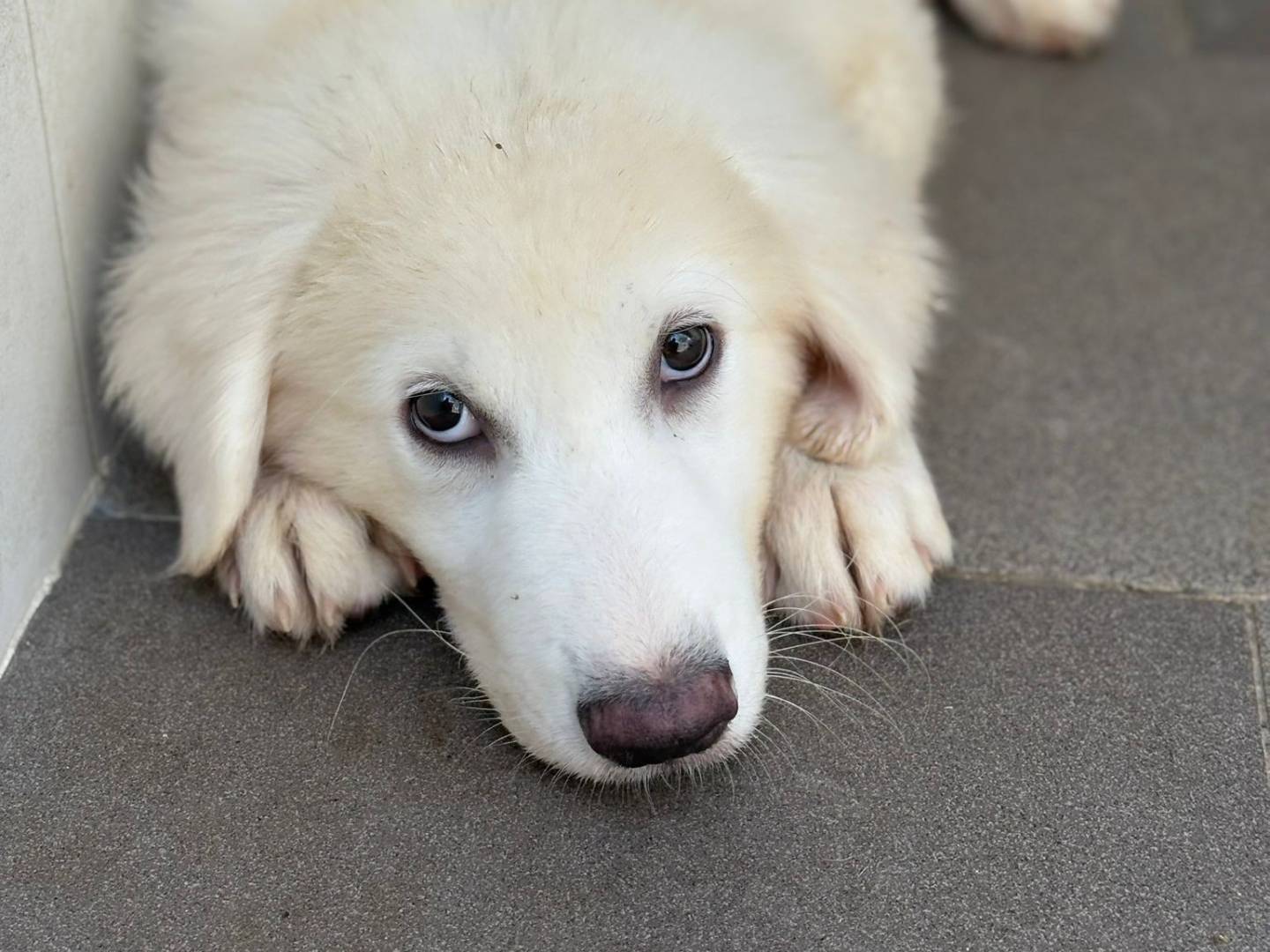 Adotta un cane, maschio, 3 mesi, Caserta
