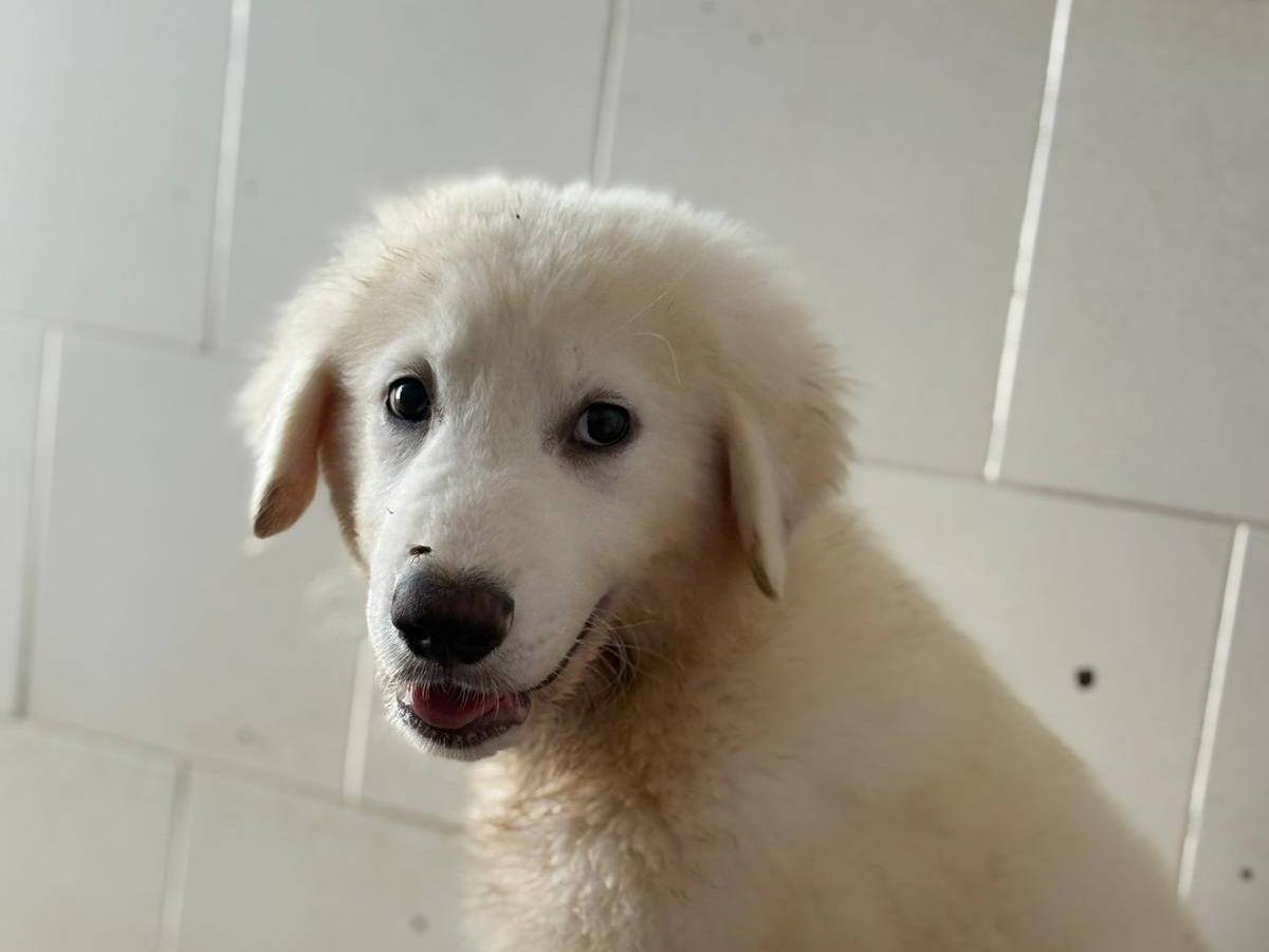 Adotta un cane, taglia grande, maschio, Caserta