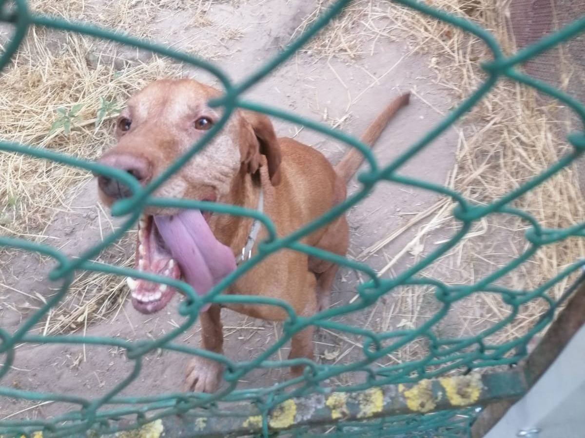Adotta un cane, maschio, 8 anni e 3 mesi, Verona