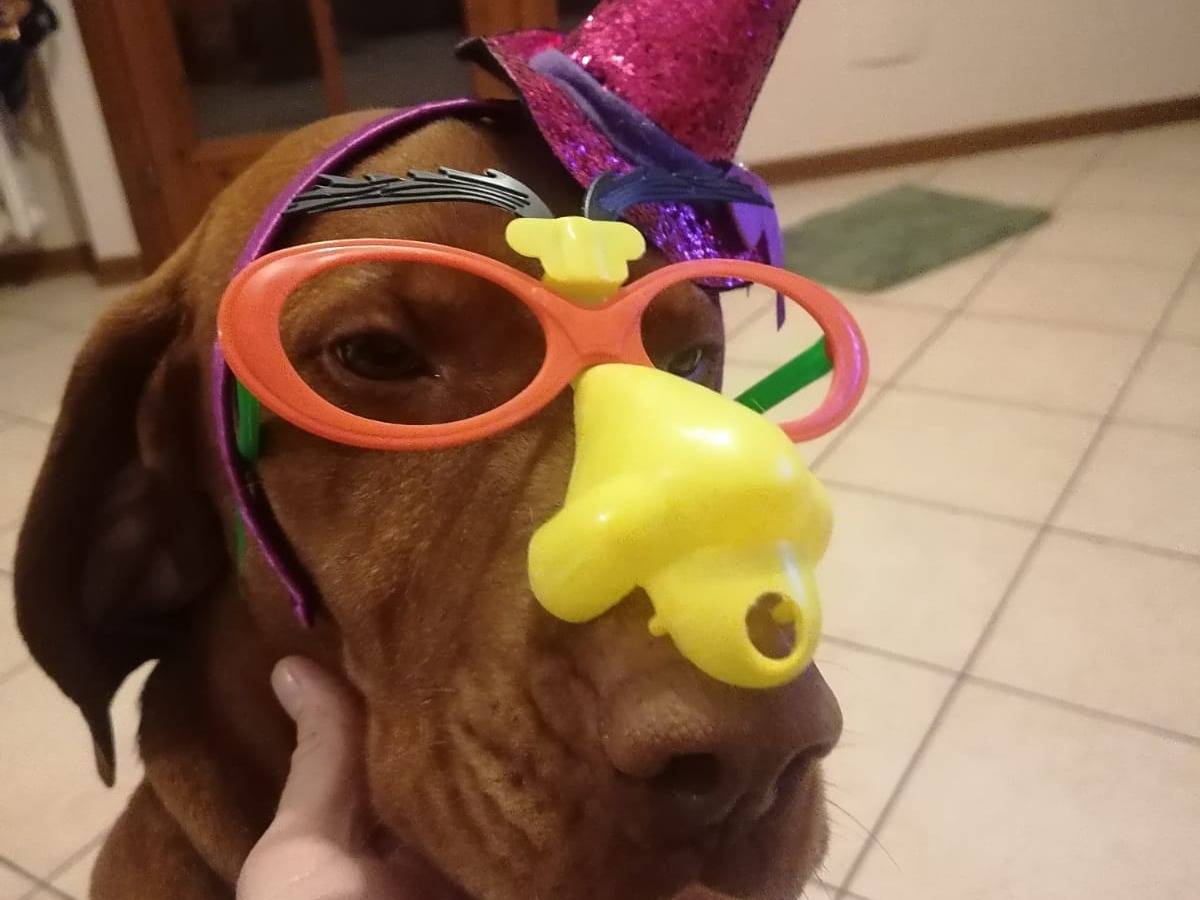 Adotta un cane, taglia media, maschio, Verona