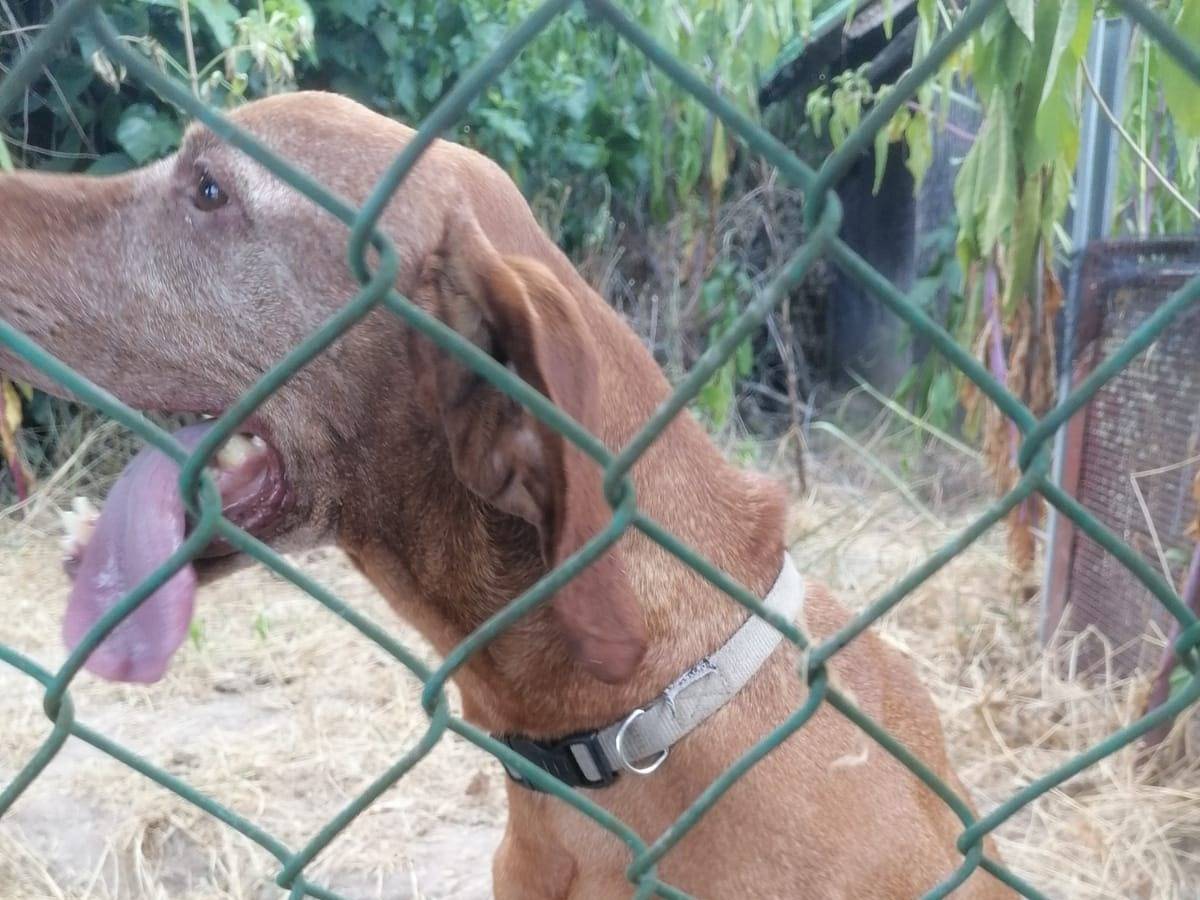 Foto 2 dell'animale