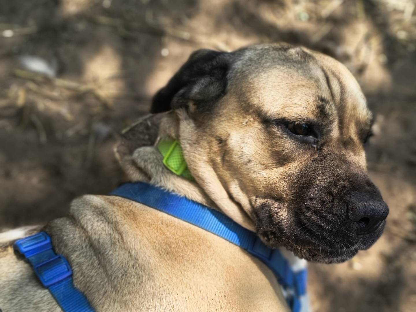 Adotta un cane, taglia grande, femmina, Caserta
