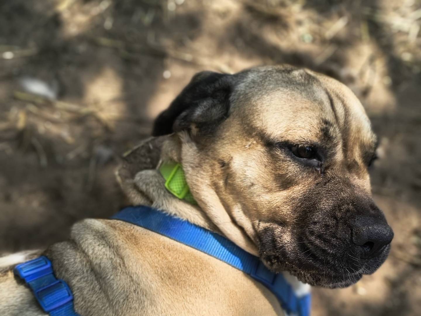 Adotta il cane ATHENA a Caserta