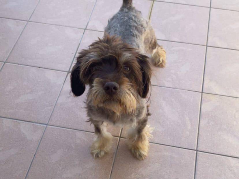 Foto 1 dell'animale