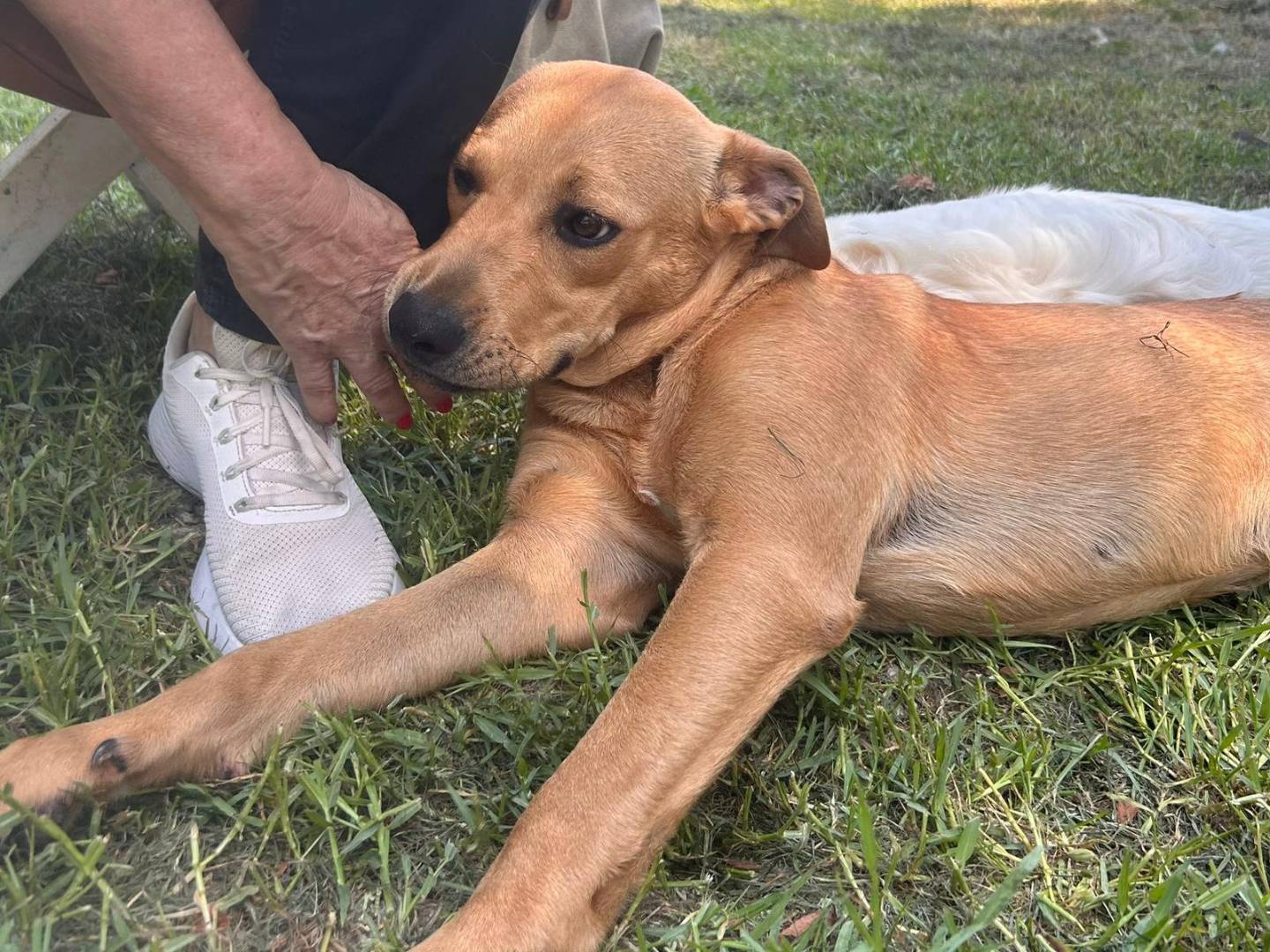 Vuoi adottare un cane a Frosinone?