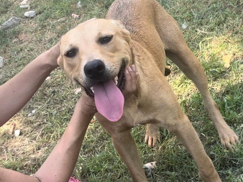 Adotta il cane Zahra a Frosinone
