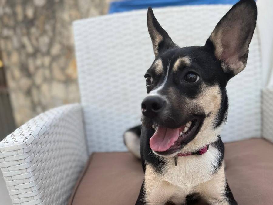 Adotta un cane, maschio, 6 mesi, Caserta