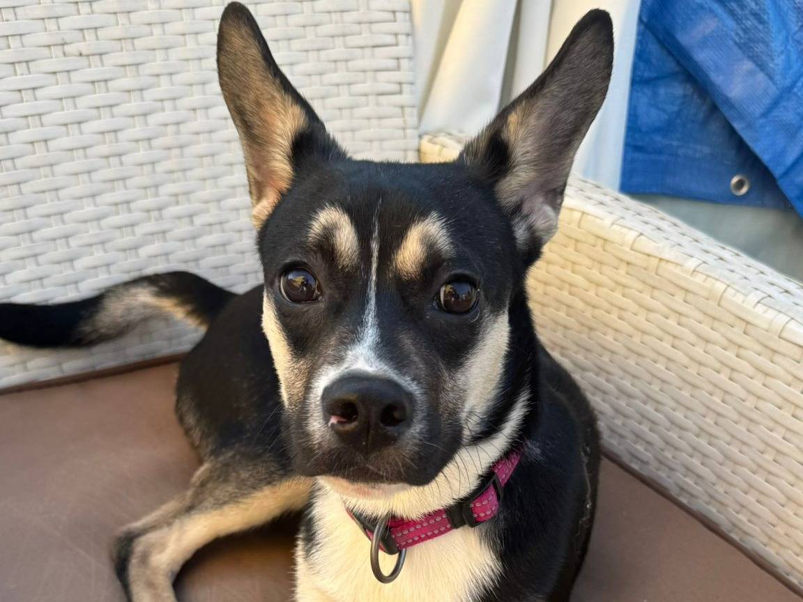 Adotta un cane, taglia piccola, maschio, Caserta