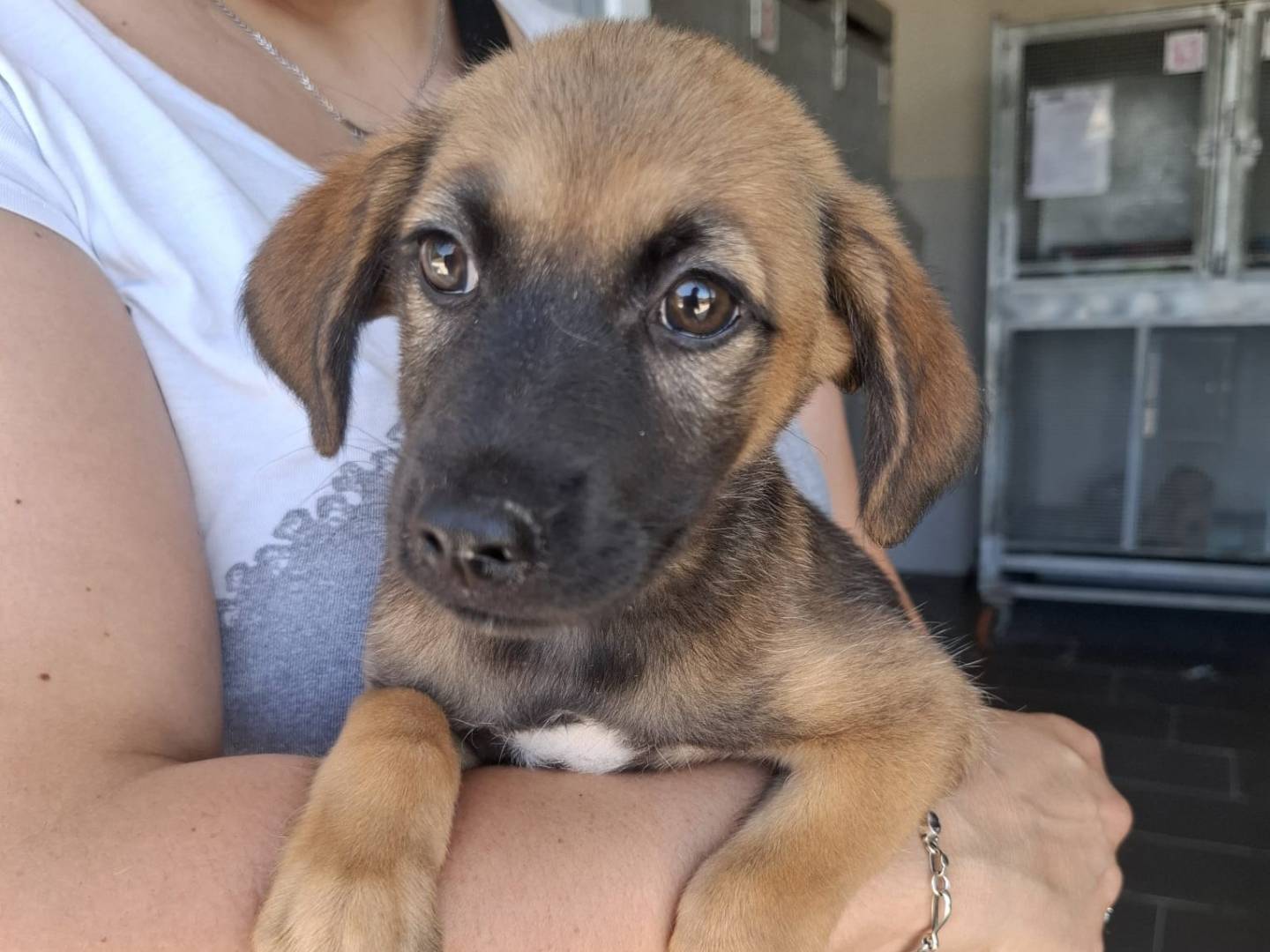 Vuoi adottare un cane a Caserta?