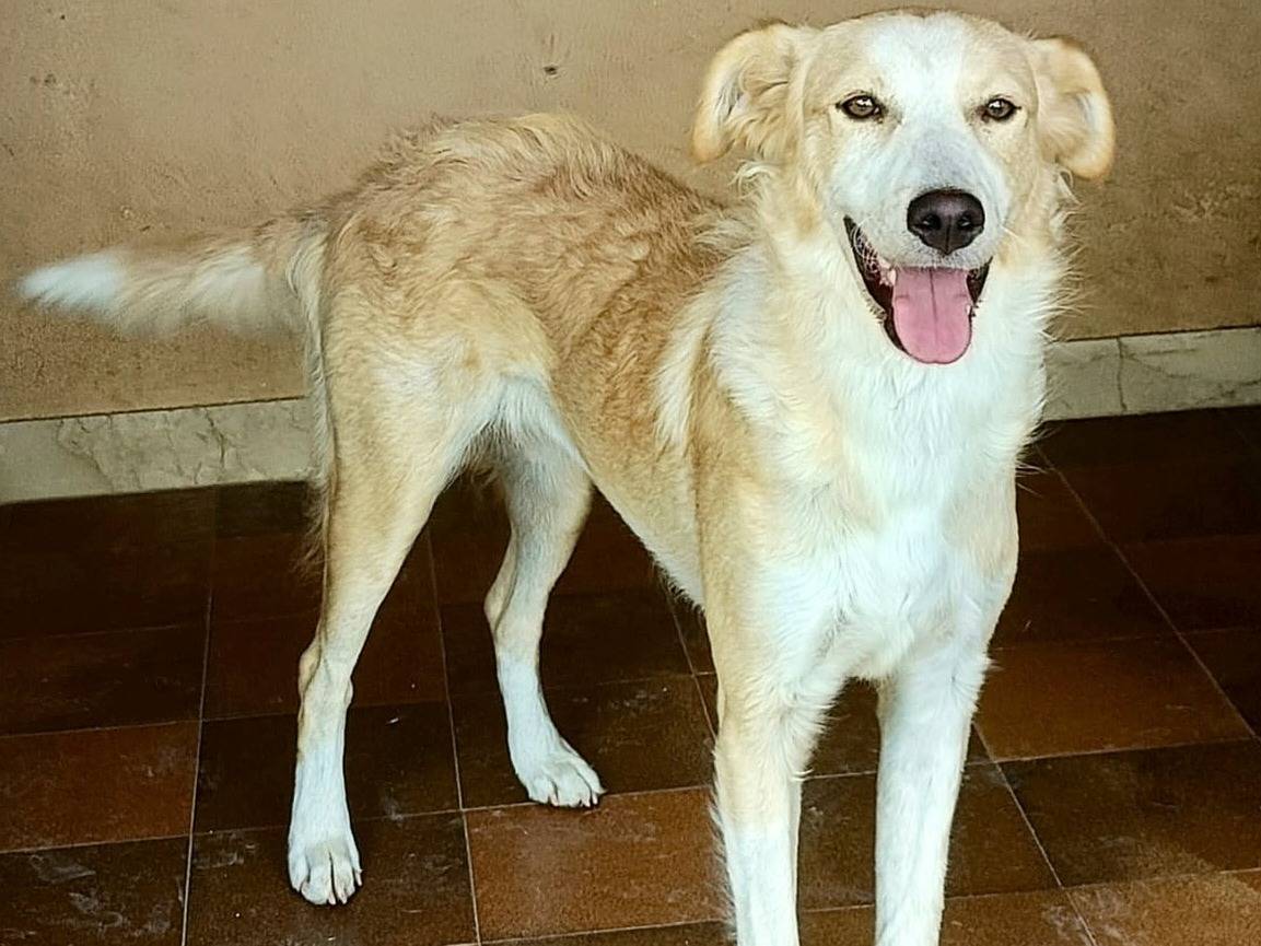 Adotta un cane, femmina, 7 mesi, Palermo