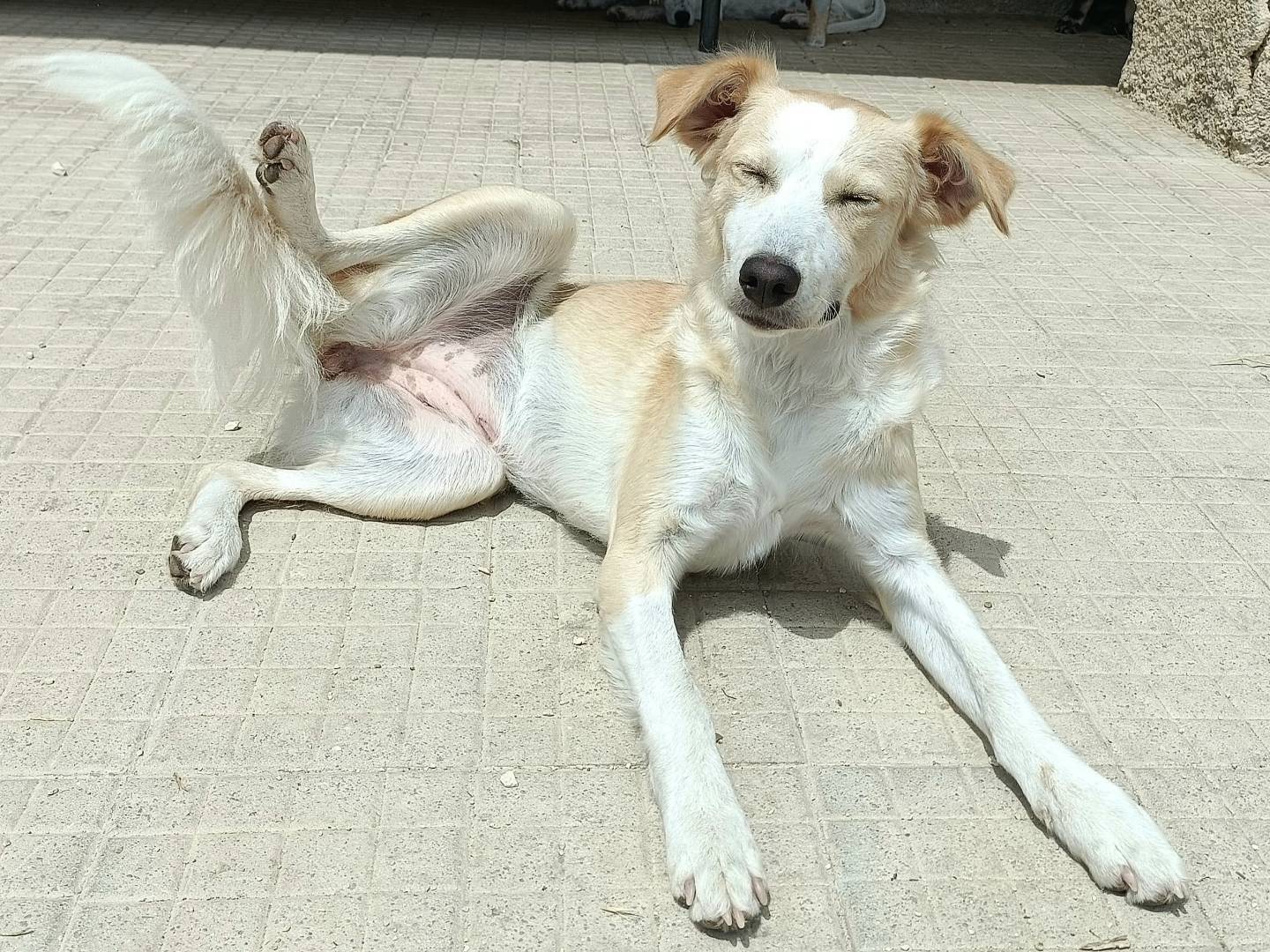 Vuoi adottare un cane a Palermo?