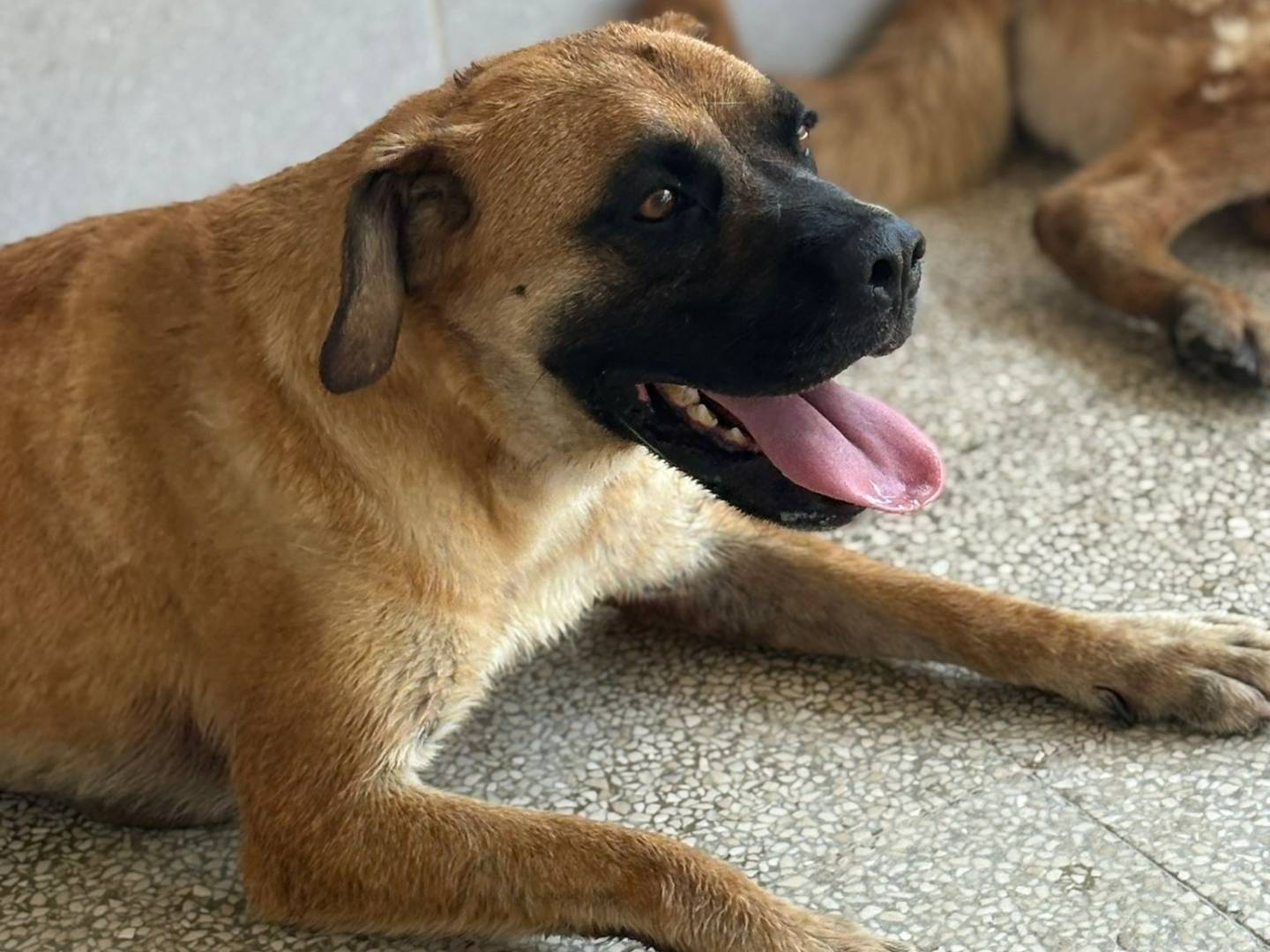 Vuoi adottare un cane a Caserta?