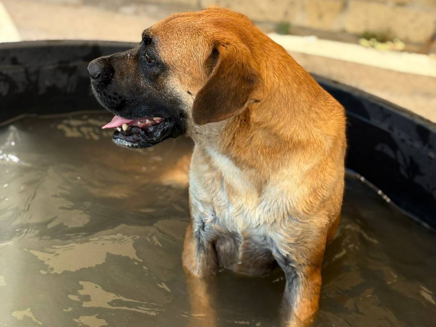 Adotta il cane DANTE a Caserta