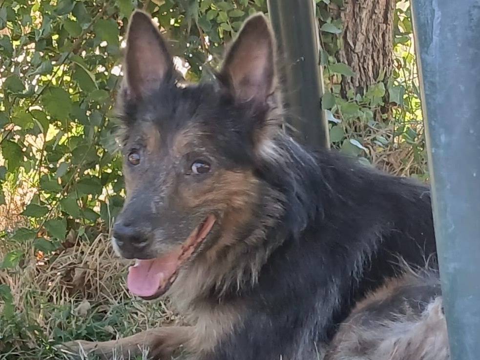 Adozione cane, maschio, Pastore tedesco Razza sconosciuta, 2 anni e 6 mesi, taglia media, Roma