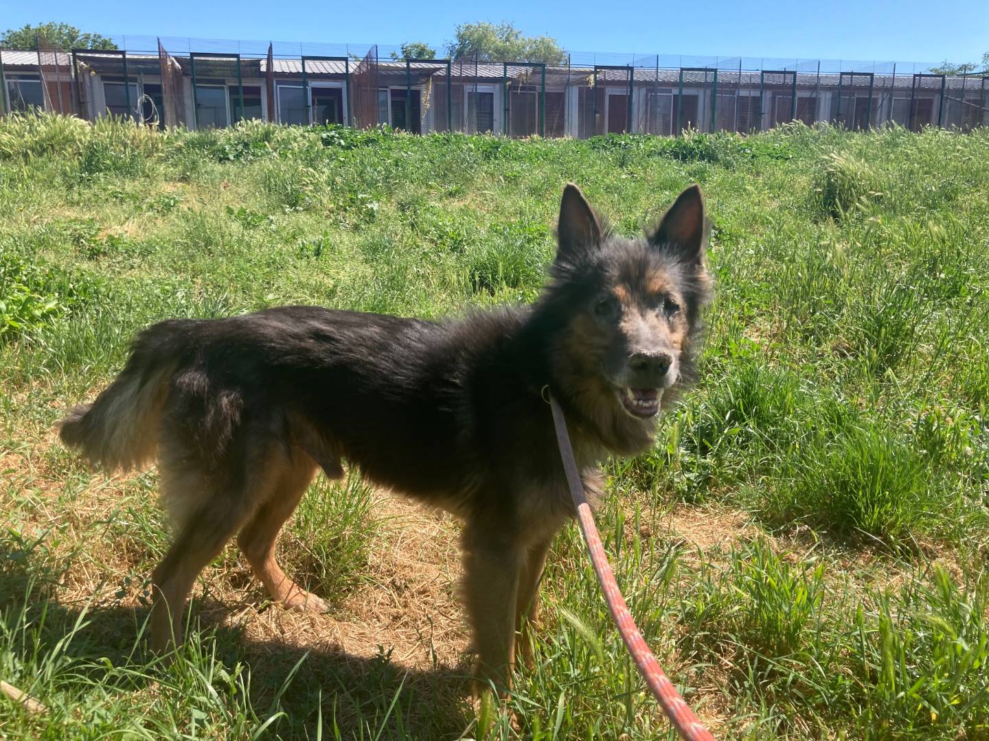 Adotta un cane, maschio, 2 anni e 6 mesi, Roma