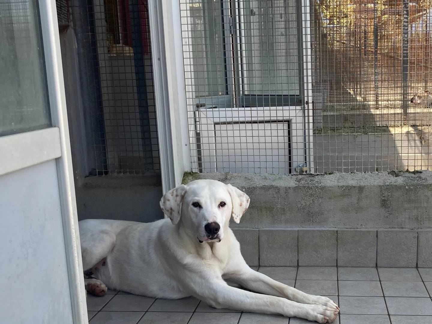Adozione cane, maschio, Razza sconosciuta Razza sconosciuta, 1 anno, taglia media, Roma
