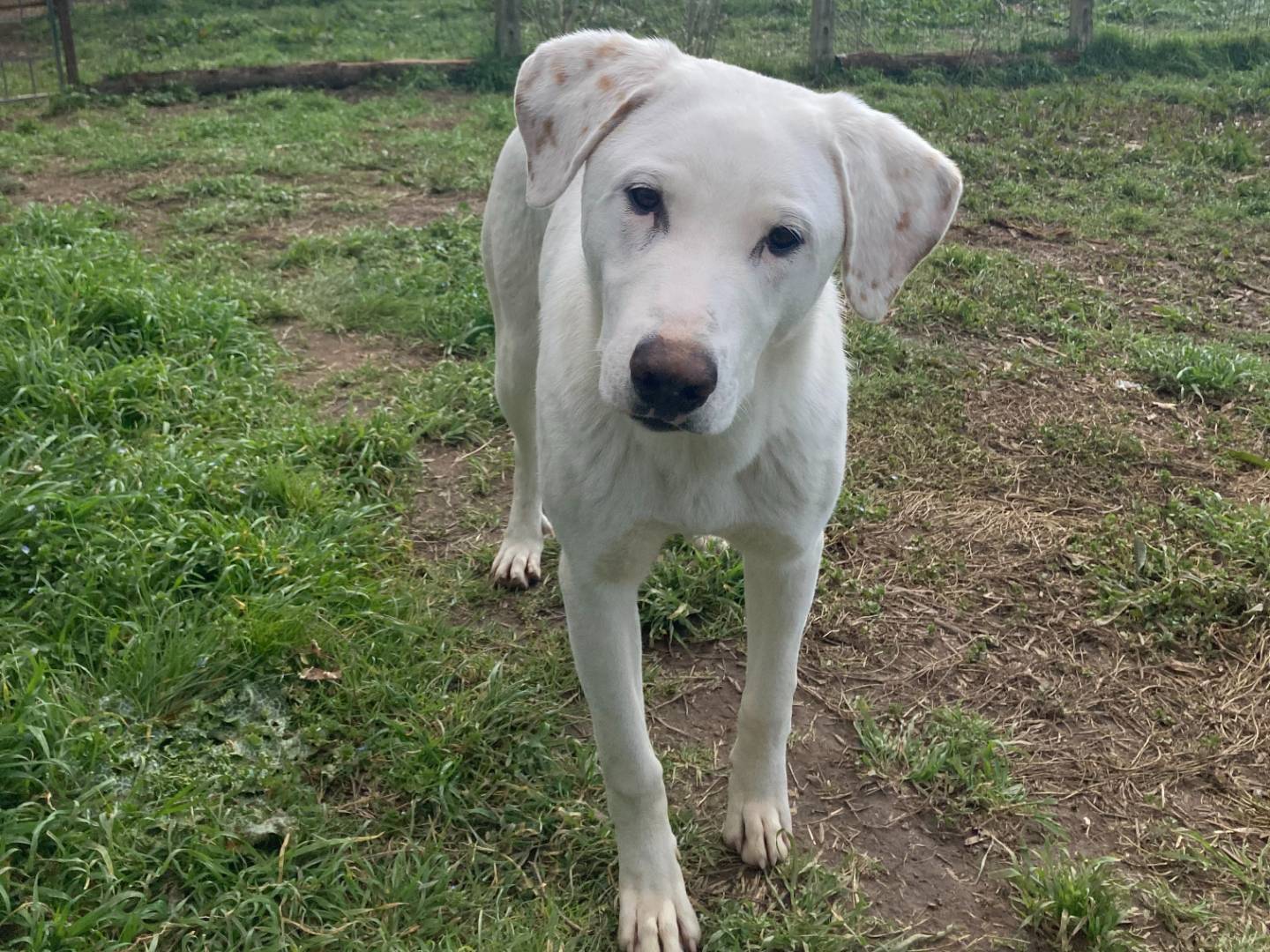 Adotta un cane, maschio, 1 anno, Roma