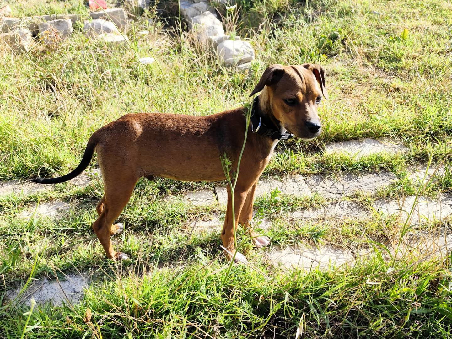 Foto 1 dell'animale