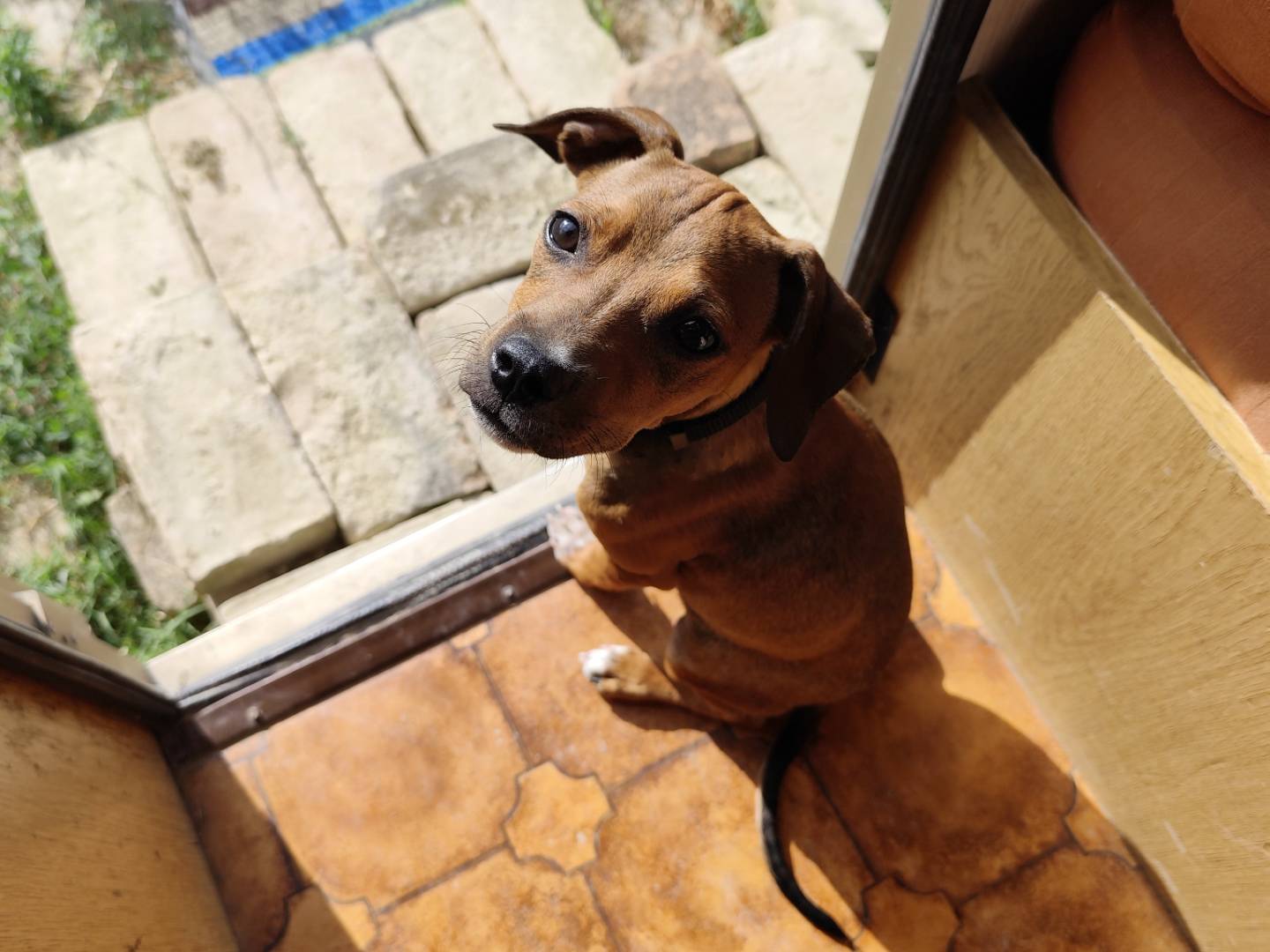 Adotta un cane, taglia piccola, maschio, Chieti