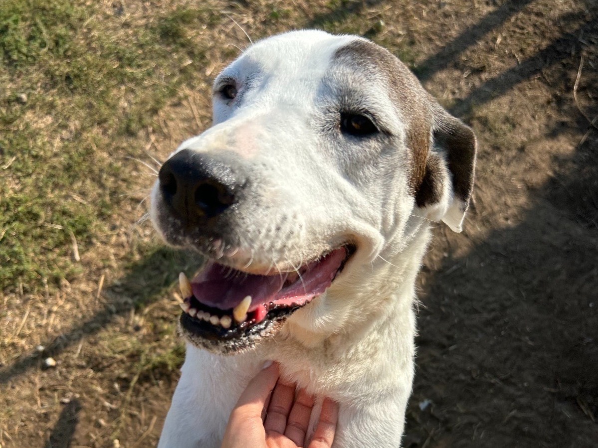 Adozione cane, femmina, Razza sconosciuta Razza sconosciuta, 13 anni e 1 mese, taglia media, Latina
