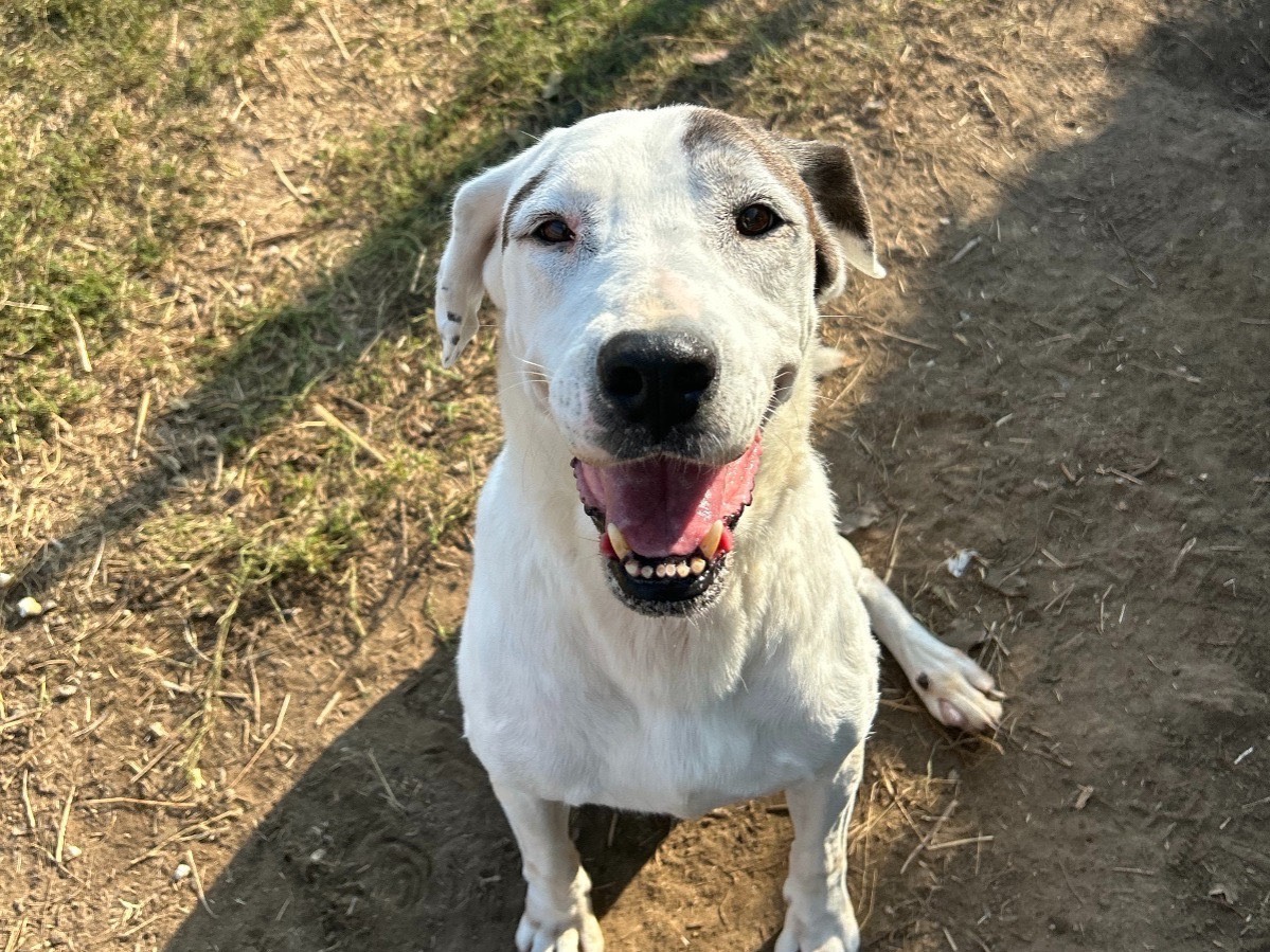 Adotta un cane, femmina, 13 anni e 1 mese, Latina