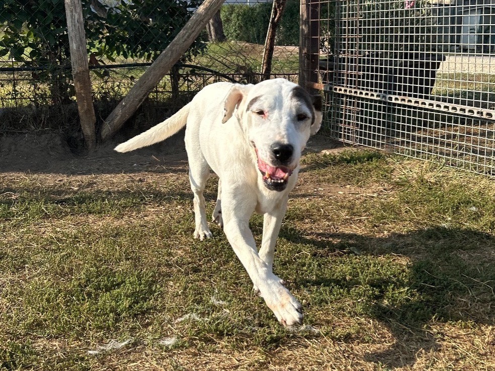 Adotta un cane, taglia media, femmina, Latina