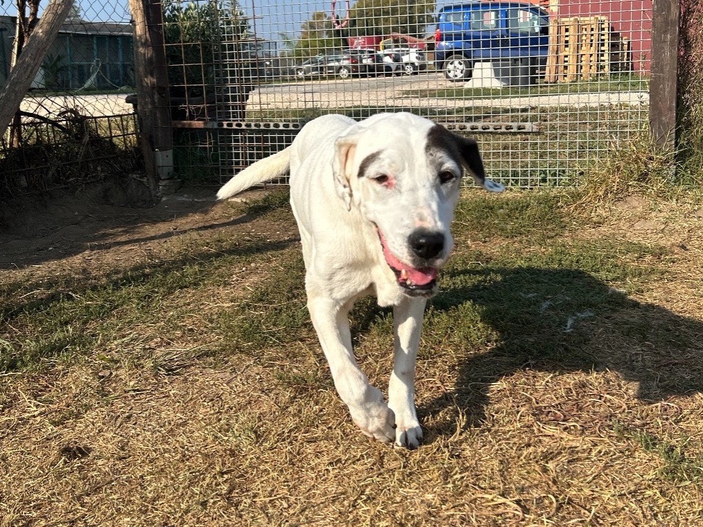 Adotta il cane Monica a Latina
