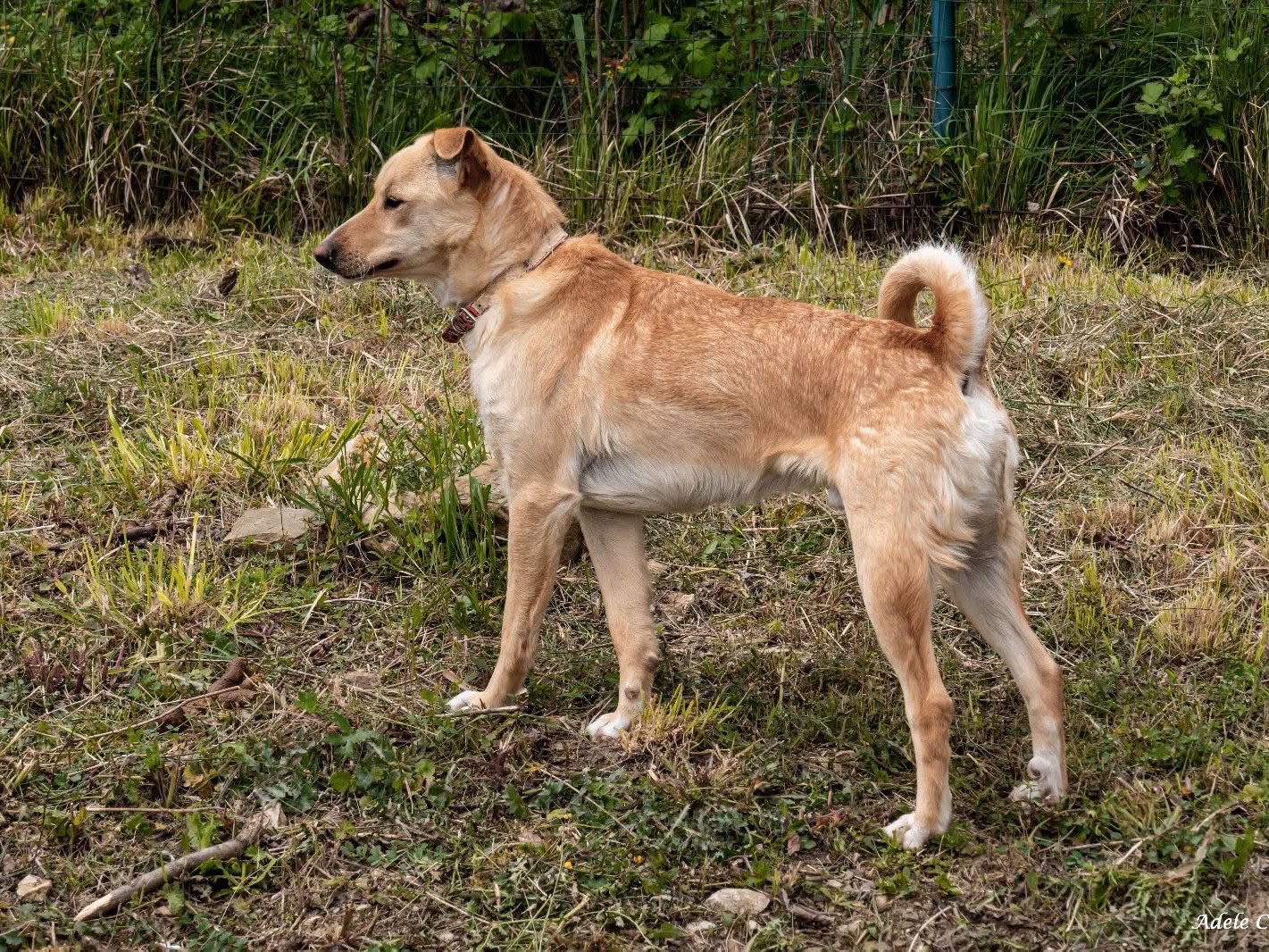 Adotta un cane, maschio, 1 anno e 8 mesi, Bologna