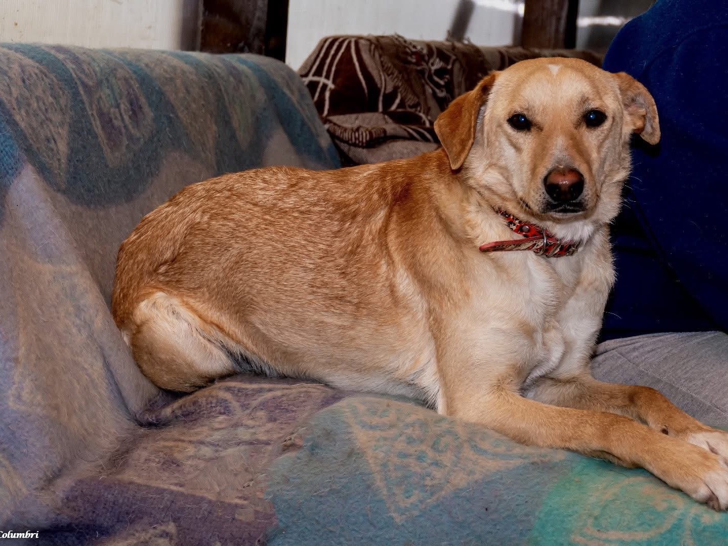 Vuoi adottare un cane a Bologna?