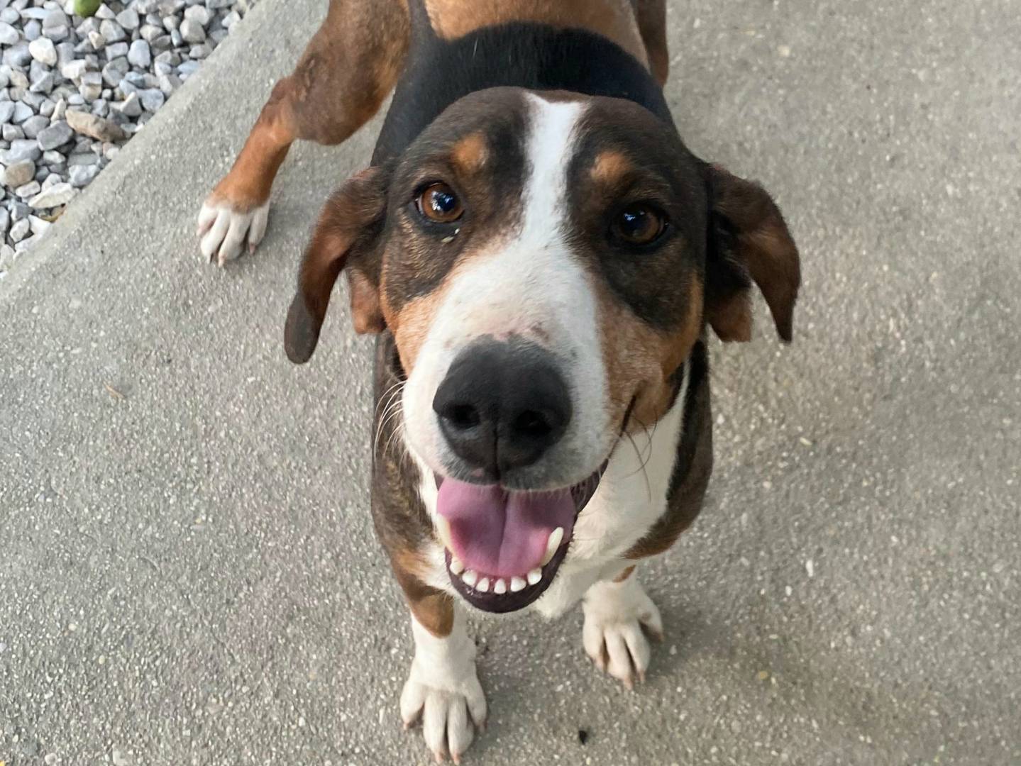 Vuoi adottare un cane a Teramo?