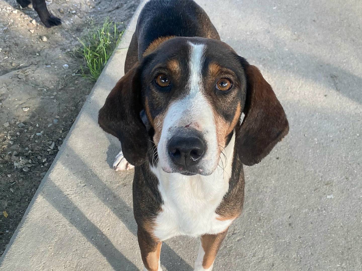 Adotta il cane Violetta a Teramo