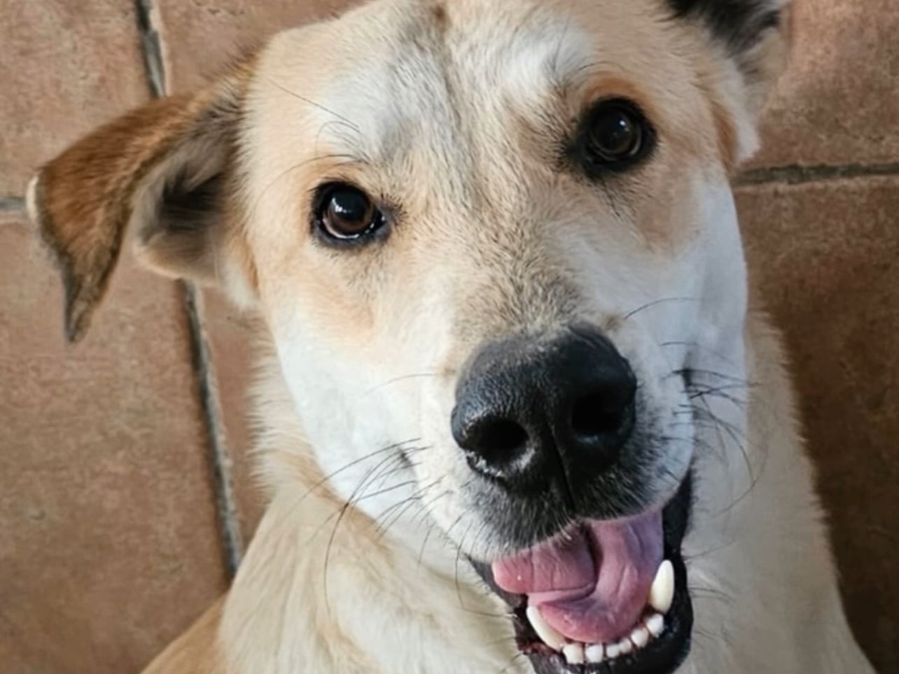 Adotta un cane, maschio, 2 anni e 11 mesi, Roma