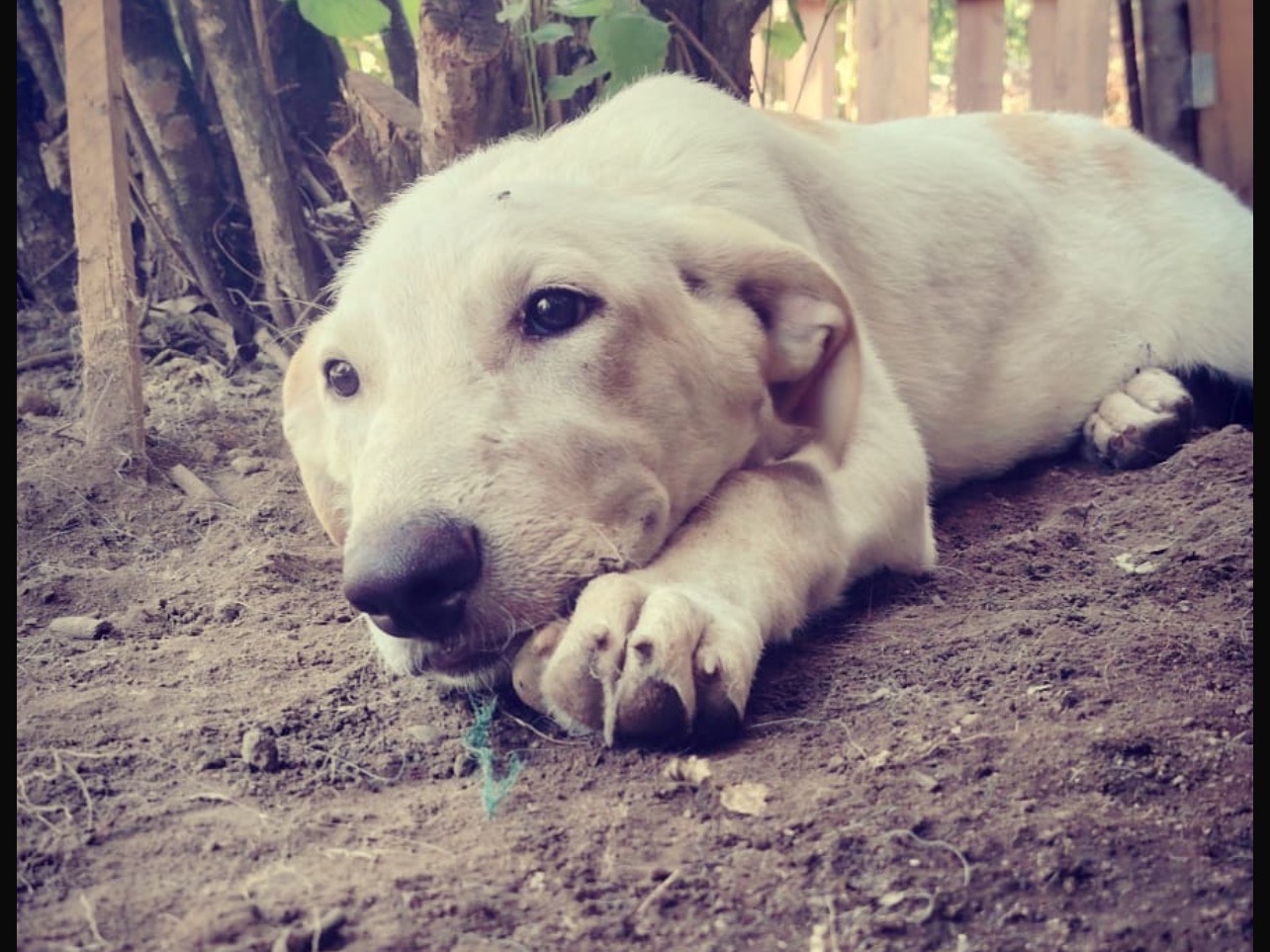 Vuoi adottare un cane a Roma?
