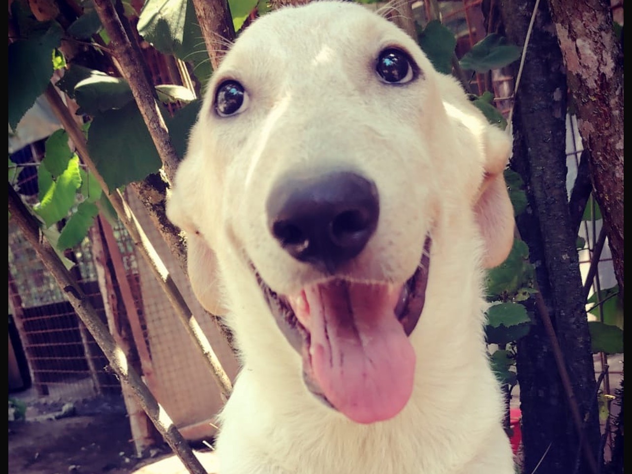 Adotta il cane Bart a Roma