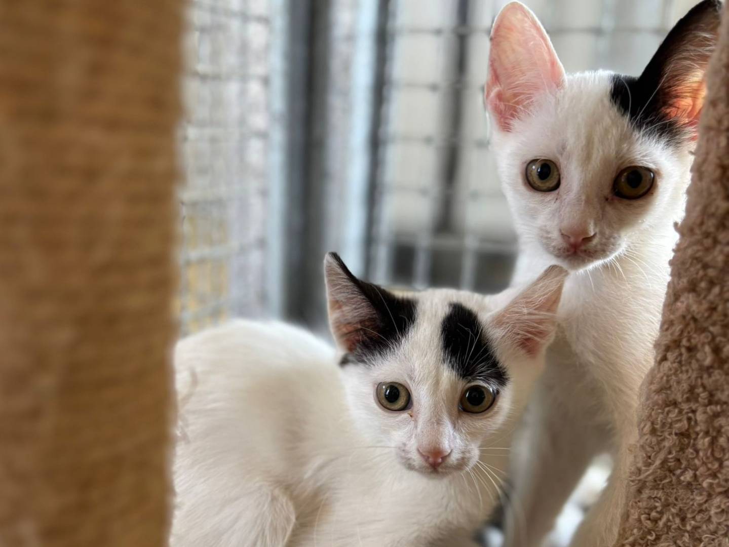 Foto dell'animale