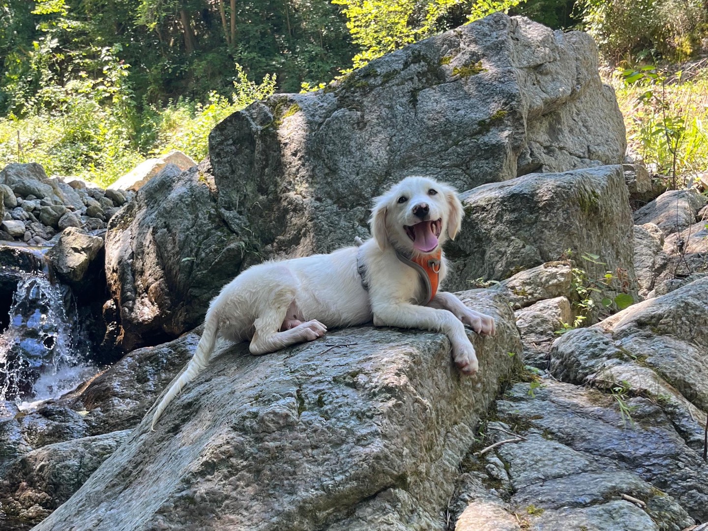 Adotta un cane, maschio, 3 mesi, Savona