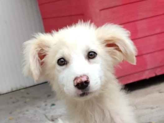 Vuoi adottare un cane a Savona?