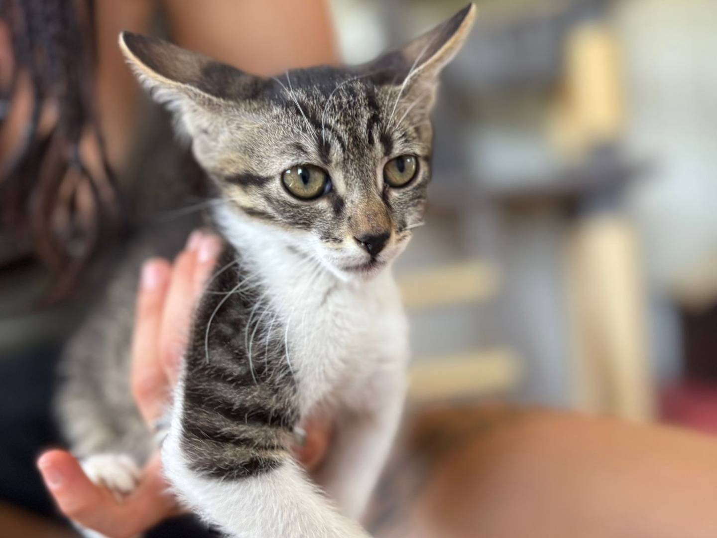 Foto dell'animale