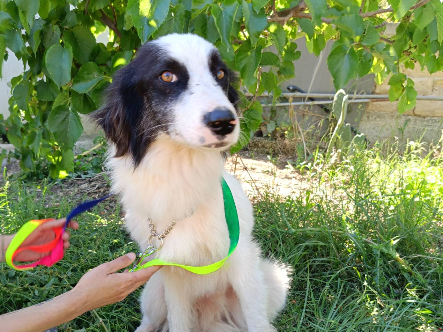 Vuoi adottare un cane a Bergamo?