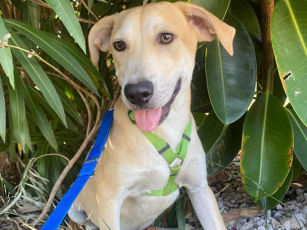 Adozione cane, maschio, Razza sconosciuta Razza sconosciuta, 5 mesi, taglia media, Milano