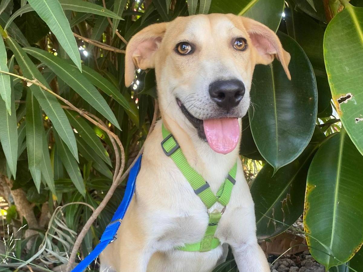 Adotta un cane, maschio, 5 mesi, Milano